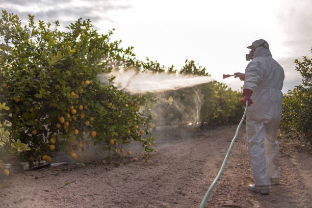 Best Ant Control Services  in Ralls, TX